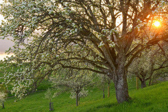 Hödingen 0211-2020, Bluehende Streuobstwiese und Sonnenuntergan