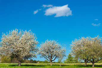 Hödingen 0222-2020, Blühende Obstbäume und Wolke