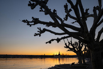 Konstanz 1878-2020, Platane und Münster im Sonnenuntergang