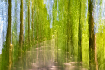 Mainau 2043-2020, Metasequoia-Allee ICM