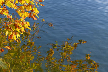 Mainau 2098-2020, Herbstlaub am Südufer