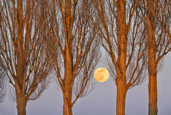 Moos 0314-2020, Vollmond hinter Pappeln am Hafen