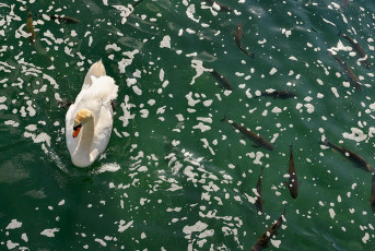 Schaffhausen 0159-2020, Schwan und Döbel beim Rheinfall