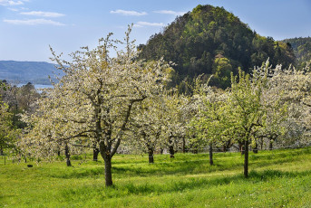Sipplingen 1228-2020, Obstblüte vor der Burghalde