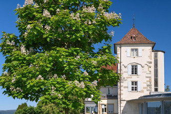 Überlingen 4156-2020, Baumblüte vor dem Badturm