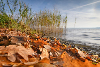 Unteruhldingen 0699-2020, Herbstblätter und Schilf am Ufer