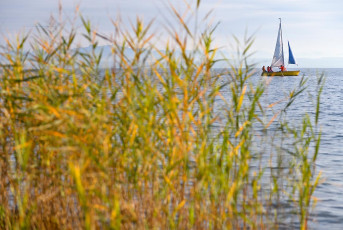 Unteruhldingen 0715-2020, Herbstliches Schilf und Segelboot