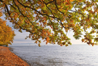 Unteruhldingen 0721-2020, Herbstlaub am Ufer und Alpen