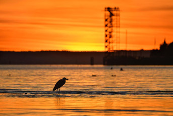 Friedrichshafen 2020-2021, Graureiher vor Moleturm im Abendrot