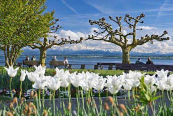 Hagnau 1440-2021, Tulpenbluete Osthafen + Alpen