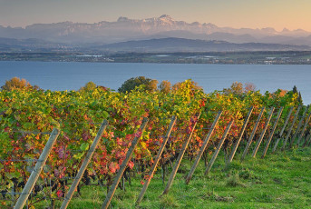 Hagnau 1509-2021, Blick über Weinberg auf See + Alpen