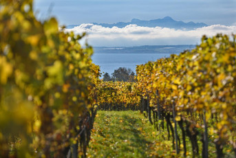 Hagnau 1515-2021, Blick durch Weinberg auf Nebelbank vor Alpen