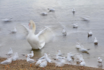 Kressbronn 0528-2021, Winterliche Wasservogelfütterung ICM