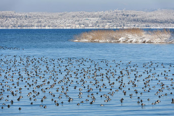 Mainau 2143-2021, Wasservögel vor Mainau im Winter