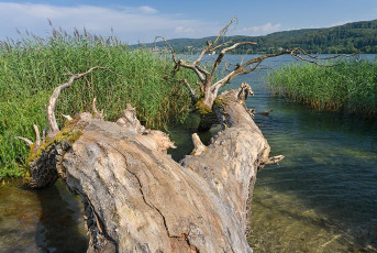 Wangen 0089-2021, Baumstamm am Seeufer