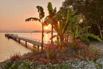 Mainau 0699-2012, Bananenpalmen und Schiffslände im Sonnenaufga