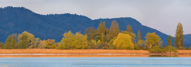 Allensbach 0443-2022 PANO 617, Naturschutzgebiet Mettnau