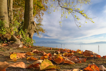 Bad Schachen 0148-2022, Herbstlaub am Seeufer im Lindenhofpark