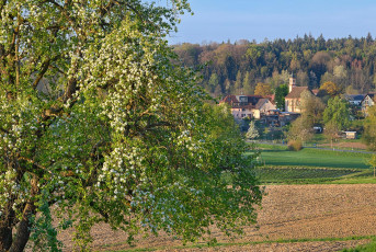 Dingelsdorf 0405-2022, Obstblüte vor Oberdorf mit Kapelle Heili
