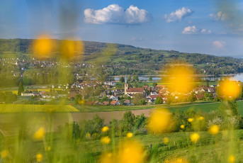 Eschenz 0031-2021, Unterseefrühling vor Eschenz und Öhningen