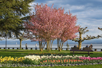 Hagnau 1525-2022, Frühlingsblüte beim Minigolfplatz