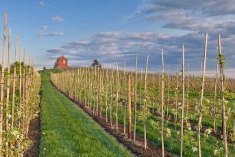 Immenstaad 1312-2022, Rebhäuschen auf dem Hohberg im Frühling