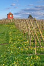 Immenstaad 1317-2022, Rebhäuschen auf dem Hohberg im Frühling