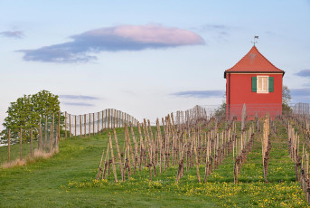 Immenstaad 1326-2022, Rebhäuschen auf dem Hohberg im Frühling
