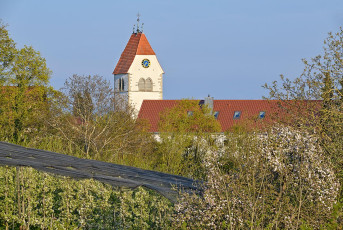Immenstaad 1353-2022, Obstblüte vor Kirche St. Jodokus