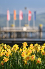 Kressbronn 0570-2022, Osterglocken vor der Schiffslandestelle