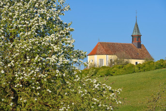 Langenrain 0050-2022, Obstblüte vor Kirche St. Josef