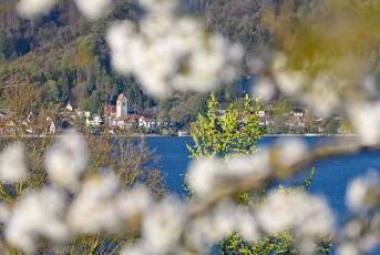 Ludwigshafen 0479-2022, Kirschblüte + Blick nach Bodman