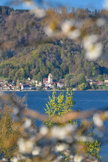Ludwigshafen 0480-2022, Kirschblüte + Blick nach Bodman