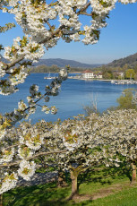 Ludwigshafen 0513-2022, Blick durch Kirschblüte zum Zollhaus