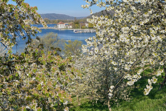 Ludwigshafen 0527-2022, Blick durch Kirschblüte zum Zollhaus