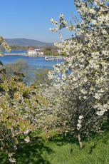 Ludwigshafen 0529-2022, Blick durch Kirschblüte zum Zollhaus