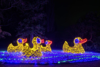 Mainau 2168-2022, Christmas-Garden