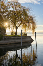 Überlingen 4682-2022, Weide am Mantelhafen im Herbstlicht