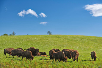 Bodman 0721-2023, Bisonherde an der Bisonstube Bodenwald