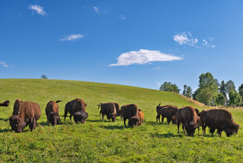 Bodman 0730-2023, Bisonherde an der Bisonstube Bodenwald
