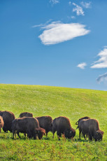 Bodman 0753-2023, Bisonherde an der Bisonstube Bodenwald