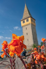 Lindau 2060-2023, Blumen vor dem Mangturm