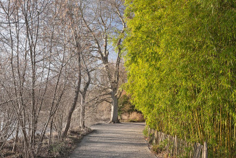 Mainau 2200-2023, Weg am Südufer