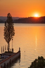 Mainau 2222-2023, Pappel am Mainauhafen im Sonnenaufgang