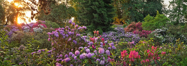 Mainau 2226-2023 PANO, Rhododendronhang in der Morgensonne