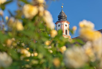 Mainau 2256-2023, Rosenblüte vor Schlosskirche