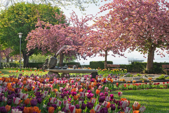 Meersburg 2084-2023, Frühlingsblüte im Stadtgarten