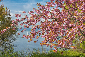 Meersburg 2110-2023, Zierkirschblüte und Segelboot