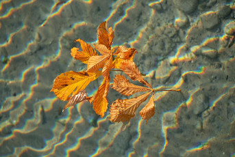 Nonnenhorn 0507-2023, Herbstlaub im Flachwasser