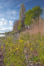 Radolfzell 0641-2023, Blühende Vegetation am Mettnauufer